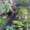 Bripka F.S .Tambunan Melaksanakan Kegiatan Pengecekan Tanaman Kale Kecamatan Dumai Kota