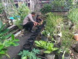 Bripka F.S .Tambunan Melaksanakan Kegiatan Pengecekan Tanaman Kale Kecamatan Dumai Kota