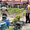 Bripka Rian Akbar Melaksanakan Kegiatan Pengecekan Ketahanan Pangan Cabe.