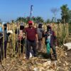 Rutan Situbondo Panen Jagung, Warga Binaan Dilibatkan Dukung Ketahanan Pangan – BeritaNasional.ID
