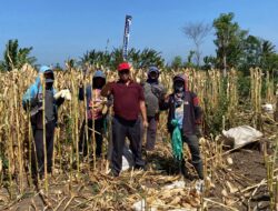 Rutan Situbondo Panen Jagung, Warga Binaan Dilibatkan Dukung Ketahanan Pangan – BeritaNasional.ID